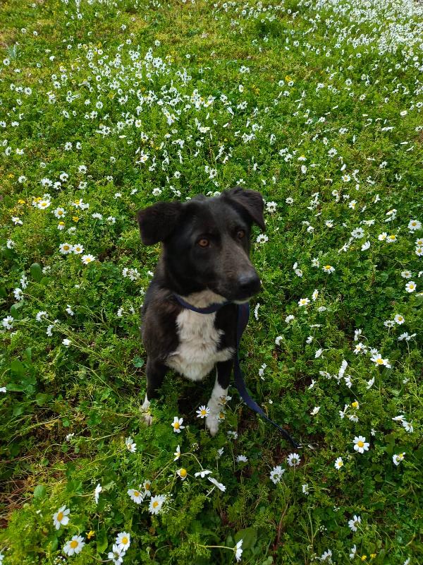 Windy, splendida simil Labrador Foto 7